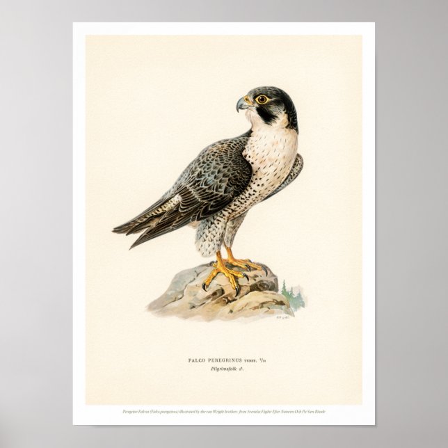 Vintage Bird Illustration- Peregrine Falcon Poster (Front)