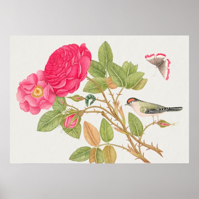 Vintage Bird Illustration Poster (Front)