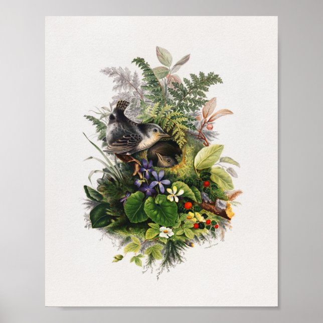 Vintage bird illustration poster (Front)