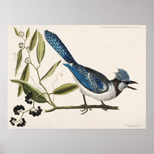 Vintage Bird Illustration Poster