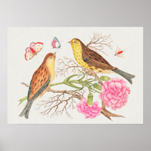 Vintage Bird Illustration Poster