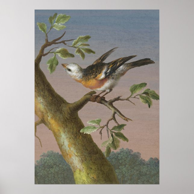 Vintage Bird Illustration Poster (Front)