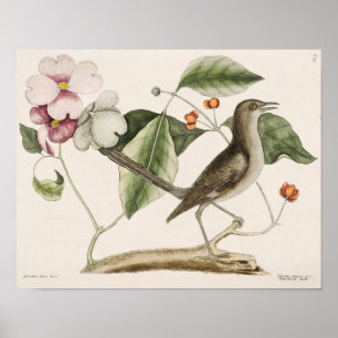 Vintage Bird Illustration Poster