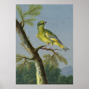 Vintage Bird Illustration Poster