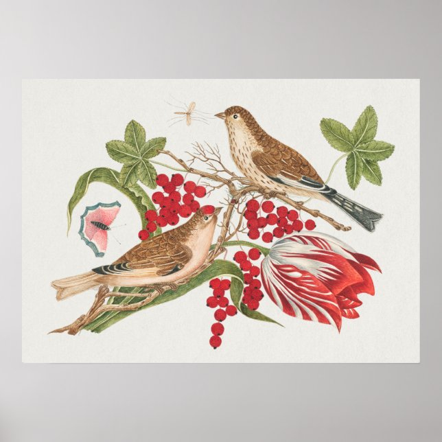 Vintage Bird Illustration Poster (Front)