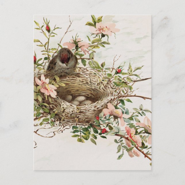 Vintage Bird in Nest Animal Print Postcard (Front)