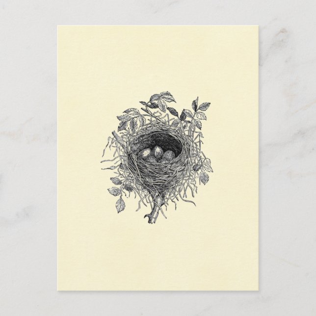 Vintage Bird Nest Illustration Postcard (Front)