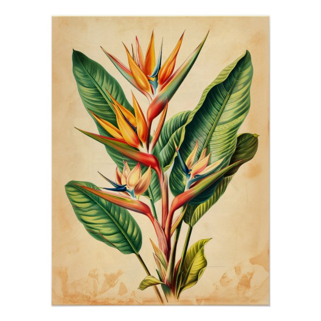 Vintage Bird of Paradise Decoupage Poster (Front)