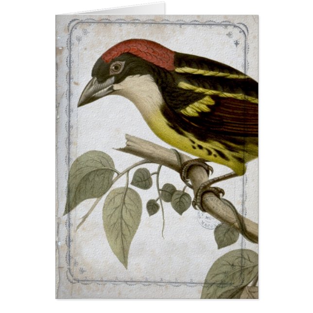 Vintage Bird on a Branch (Front)