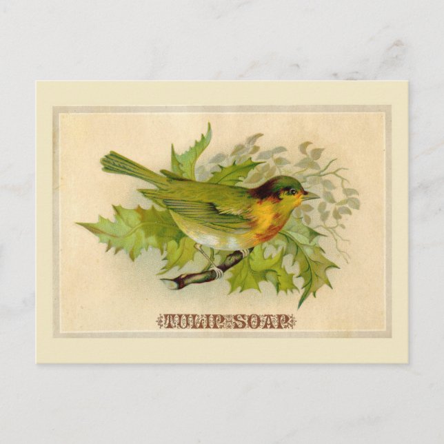 Vintage Bird Postcard (Front)