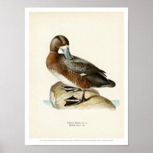 Vintage Bird Poster - Greater Scaup