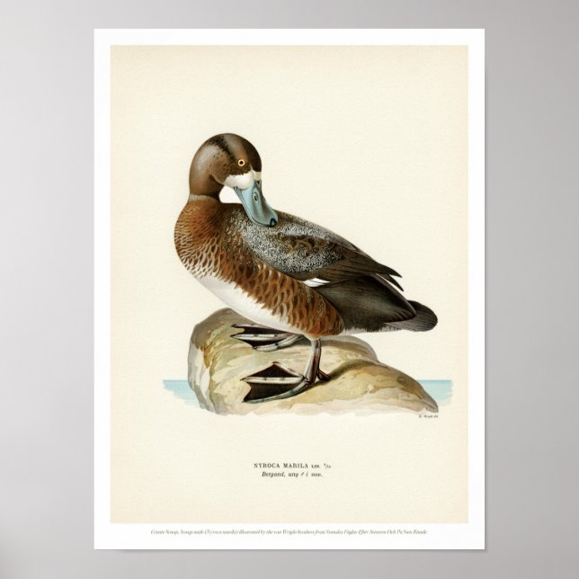 Vintage Bird Poster - Greater Scaup (Front)