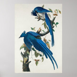 Vintage Bird Poster Wall Art - Columbia Jay Bird