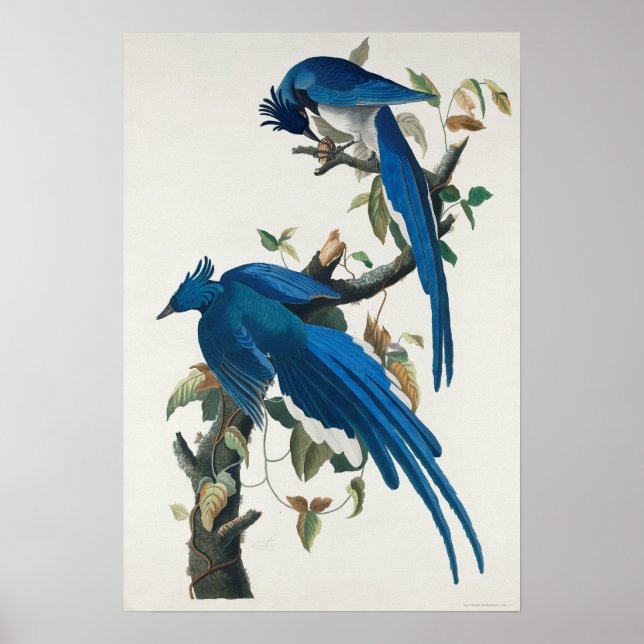 Vintage Bird Poster Wall Art - Columbia Jay Bird (Front)