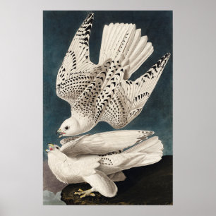 Vintage Bird Poster Wall Art-Iceland Jer Falcon