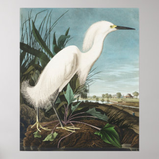 Vintage Bird Poster Wall Art -  White Egret