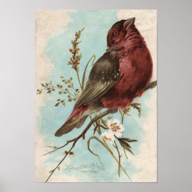 Vintage Bird Print (Front)