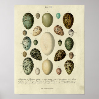 Vintage Bird Print #38 Egg #2