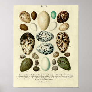 Vintage Bird Print #39 Egg #3