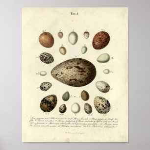 Vintage Bird Print #40 Egg #4