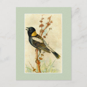 Vintage Bird Print - Bobolink Postcard