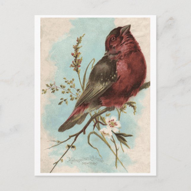 Vintage Bird Print Postcard (Front)
