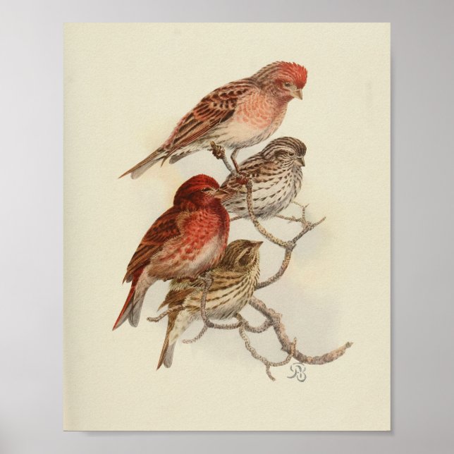 Vintage Bird Red Brown Speckled Print (Front)