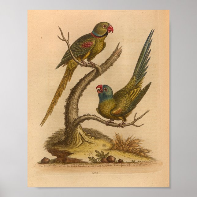 Vintage Bird Red Green Parrots Print (Front)
