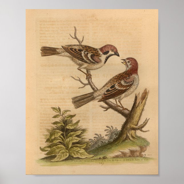 Vintage Bird Speckled Brown Print (Front)