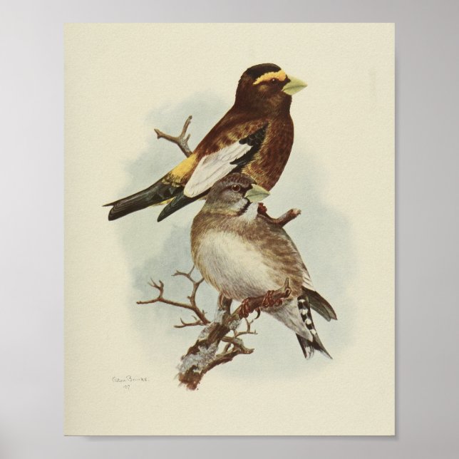 Vintage Bird Yellow Brown Print (Front)