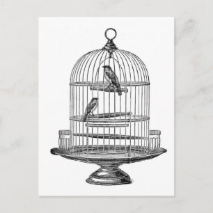 Vintage Birdcage with Birds...postcard Postcard