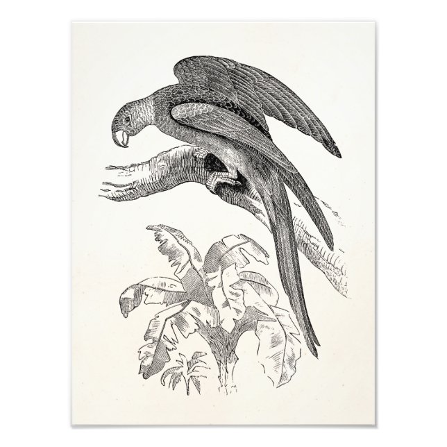 Vintage Birds - Carolina Parrots Tropical Bird Photo Print (Front)