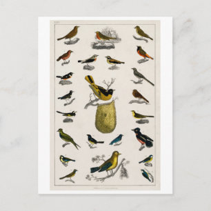 VINTAGE BIRDS CHART POSTCARD