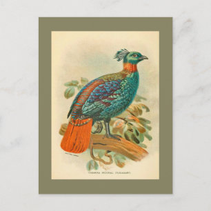 Vintage Birds Colourful Pheasant Illustration Postcard
