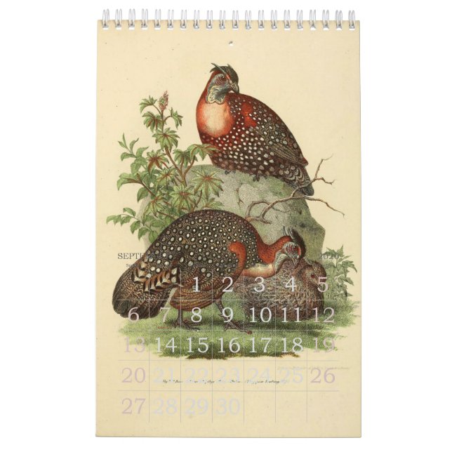 Vintage Birds Illustration Collection Calendar (Sep 2026)