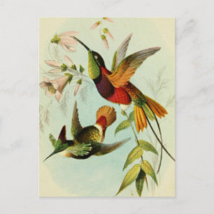Vintage Birds Illustration Postcard