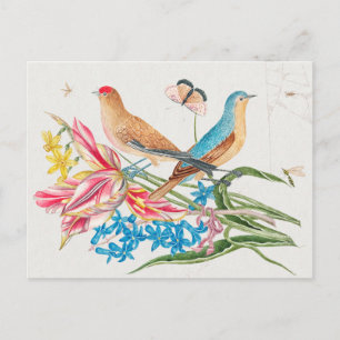 Vintage Birds Illustration Postcard
