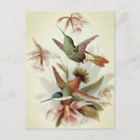 Vintage Birds Illustration 