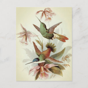 Vintage Birds Illustration  Postcard