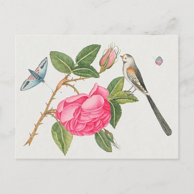 Vintage Birds Illustration Postcard (Front)