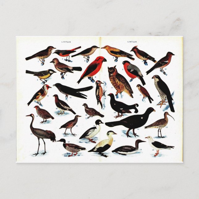 Vintage Birds Illustration Postcard (Front)