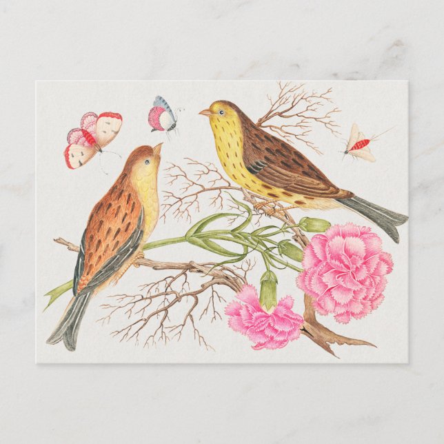 Vintage Birds Illustration Postcard (Front)