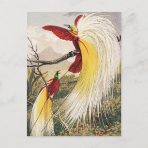Vintage Birds Illustration Postcard