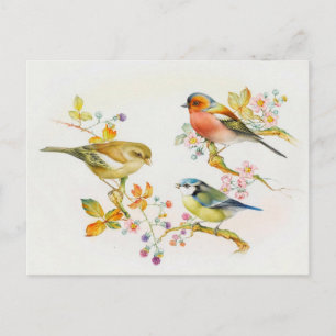 Vintage Birds Illustration Postcard