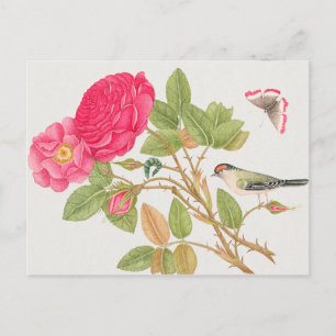 Vintage Birds Illustration Postcard