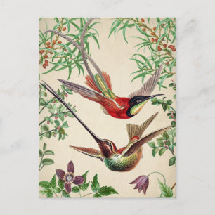 Vintage Birds Illustration  Postcard