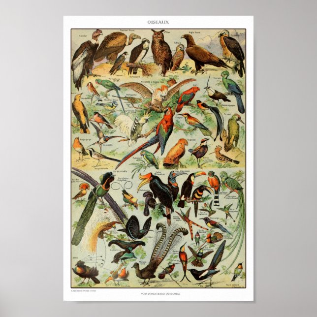 Vintage Birds Illustration Poster (Front)