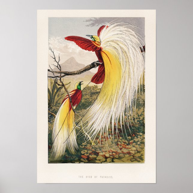 Vintage Birds Illustration Poster (Front)