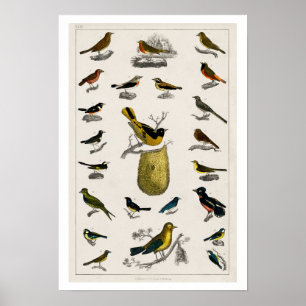 VINTAGE BIRDS  ILLUSTRATION  POSTER 1820
