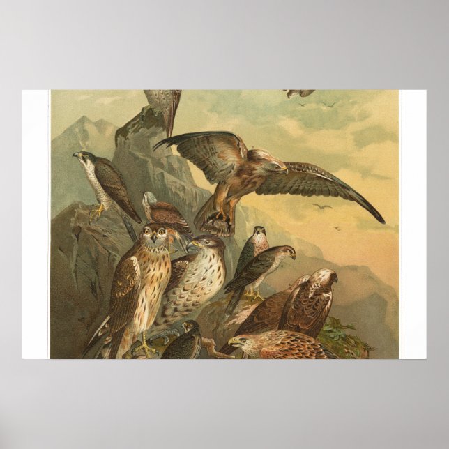 Vintage Birds of Prey Print Poster (Front)